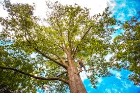 Best Lawn Pest Prevention  in Lebanon, TN