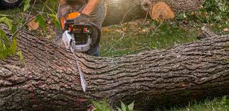 Best Utility Line Clearance  in Lebanon, TN
