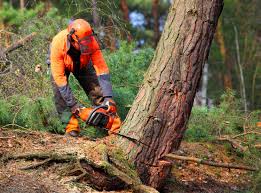 Best Tree Health Inspection  in Lebanon, TN