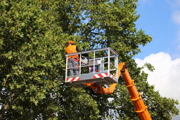 Best Tree and Shrub Care  in Lebanon, TN