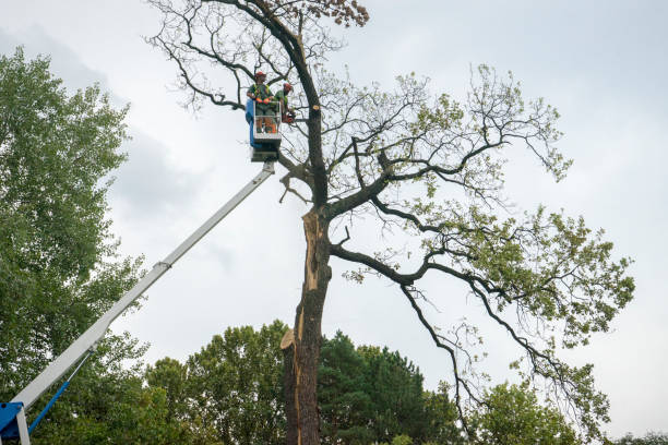 Best Emergency Tree Removal  in Lebanon, TN