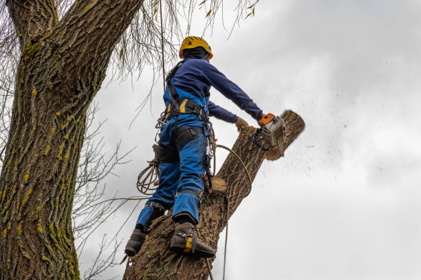 Best Tree Risk Assessment  in Lebanon, TN