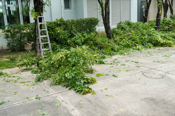 Best Tree Trimming and Pruning  in Lebanon, TN