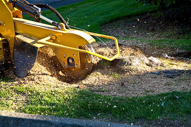 Best Tree Preservation Services  in Lebanon, TN