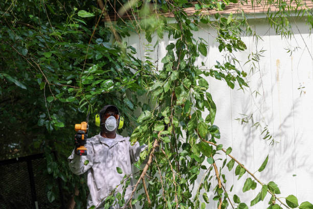 Best Tree Disease Treatment  in Lebanon, TN